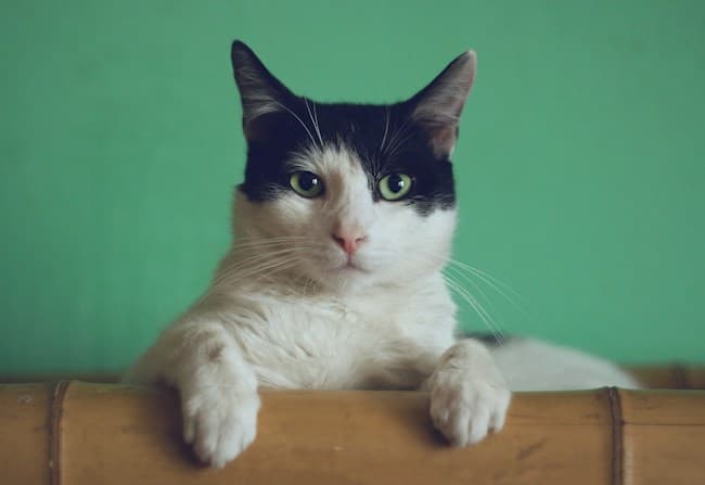A black-and-white cat looking toward the camera